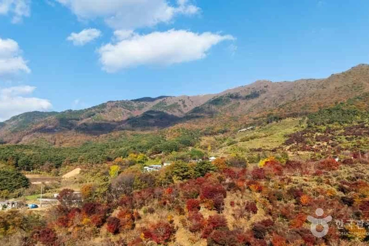 보령 벚꽃 축제 (출처 : 한국관광공사)