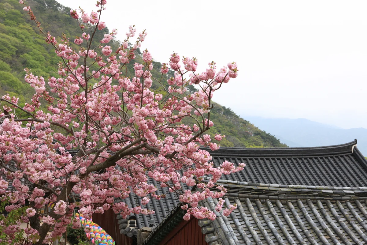 용문사 - 경리단길 여행