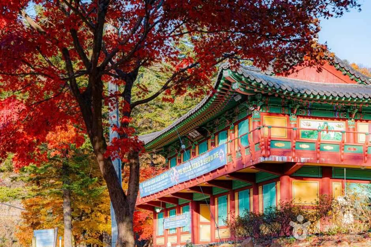 경기 스노클링 대안, 캐리비안 베이 - 경기여행 여행