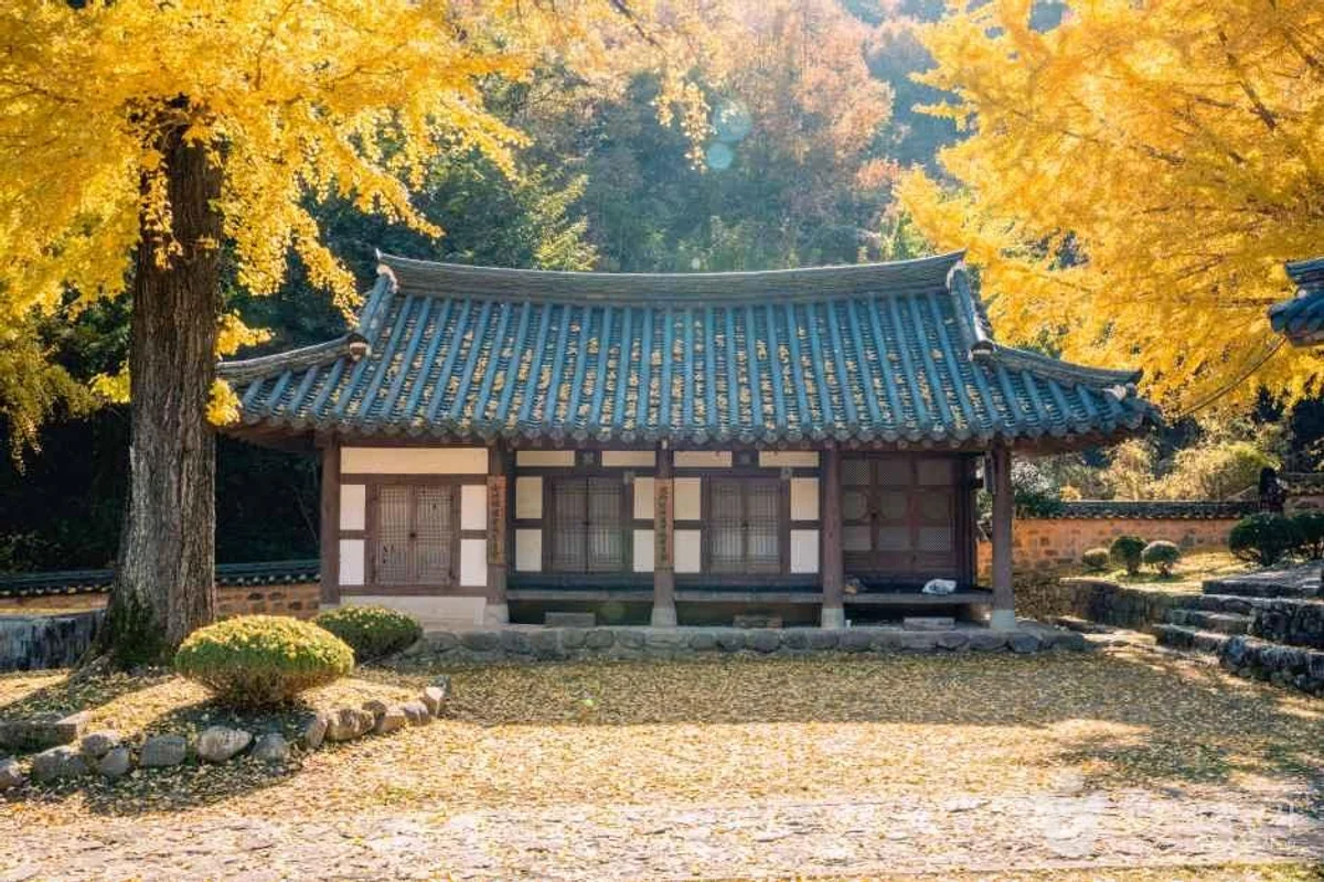 강주해바라기마을 - 함안여행 여행